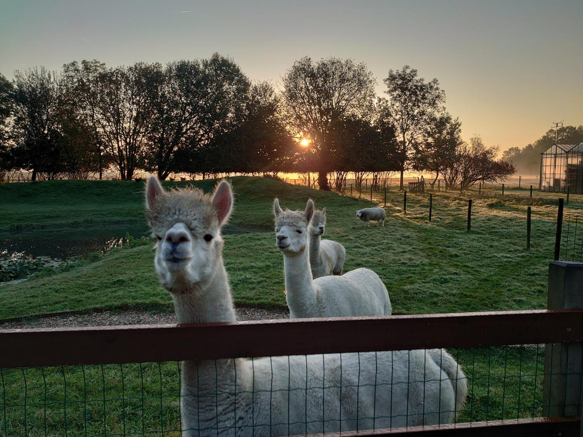Hof Van Maldegem كورتْخين المظهر الخارجي الصورة